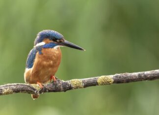 Bertioga celebra Dia do Observador de Aves com missão empresarial para a Feira Avistar 2026