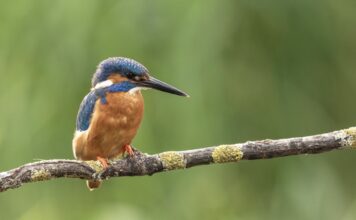 Bertioga celebra Dia do Observador de Aves com missão empresarial para a Feira Avistar 2026
