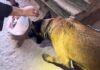 Agente canina Kona auxilia GCM na prisão em flagrante por tráfico de drogas em São Sebastião