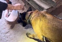 Agente canina Kona auxilia GCM na prisão em flagrante por tráfico de drogas em São Sebastião