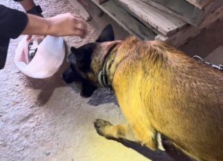 Agente canina Kona auxilia GCM na prisão em flagrante por tráfico de drogas em São Sebastião