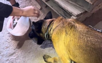 Agente canina Kona auxilia GCM na prisão em flagrante por tráfico de drogas em São Sebastião