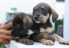 Vacinação exclusiva para cães será realizada nesta quarta-feira (3) em Ilhabela