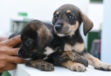 Vacinação exclusiva para cães será realizada nesta quarta-feira (3) em Ilhabela