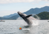 Ubatuba institui Programa Ubatuba Azul – Avistamento Consciente