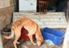 CCZ atua em ação integrada contra maus-tratos e inicia recuperação de animais resgatados