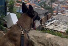 GCM amplia atuação e registra 158 prisões em flagrante no primeiro semestre em São Sebastião