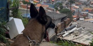 GCM amplia atuação e registra 158 prisões em flagrante no primeiro semestre em São Sebastião
