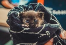 PATA móvel amplia atendimento para animais na Costa Sul de São Sebastião nesta semana
