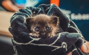 PATA móvel amplia atendimento para animais na Costa Sul de São Sebastião nesta semana