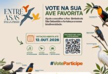São Sebastião inicia escolha da Ave Símbolo durante Festival e amplia valorização da avifauna