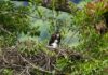 Ilhabela Bird Week promove exposição fotográfica “Aves de Ilhabela”