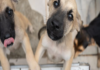 Centro de Controle de Zoonoses abre 500 vagas para agendar castração de cães e gatos nesta sexta-feira
