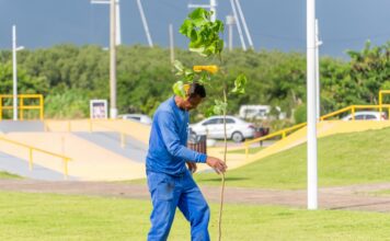 Semam promove plantio de mudas e destaca avanço da arborização no Dia da Árvore em São Sebastião