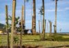 Prefeitura amplia arborização urbana com plantio de mudas durante etapa da WSL 2026 em Maresias