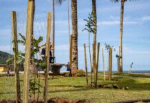 Prefeitura amplia arborização urbana com plantio de mudas durante etapa da WSL 2026 em Maresias