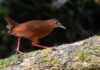 Ilhabela recebe Bird Week a partir da próxima segunda-feira (21), com atividades gratuitas