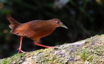 Ilhabela recebe Bird Week a partir da próxima segunda-feira (21), com atividades gratuitas
