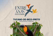 São Sebastião elege tucano-de-bico-preto como Ave Símbolo após votação com 896 votos válidos