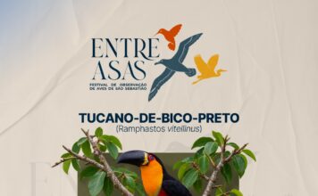 São Sebastião elege tucano-de-bico-preto como Ave Símbolo após votação com 896 votos válidos