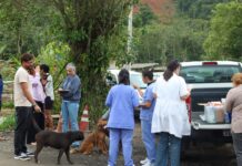 Prefeitura de São Sebastião amplia ações de prevenção contra a cinomose em cães da Costa Sul